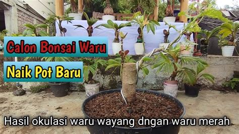 Merepotting Calon Bonsai Waru Hasil Okulasi Ridwanbintangbonsai Youtube