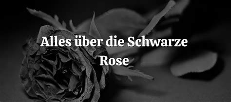 Alles über Die Schwarze Rose 🖤 Bedeutung And Geschichte