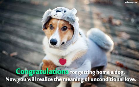 Congratulations Messages For New Dog Wishesmsg