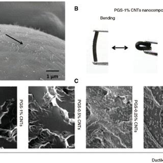 A The SEM Image Of The Freeze Fractured Surface Of PGS 1 CNT