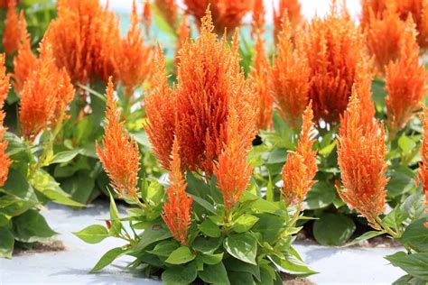 Celosia Flamma Orange All America Selections