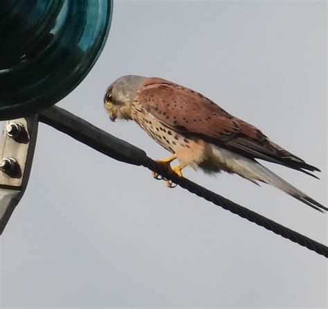 Kestrel Falco Tinnunculus Irish Birding