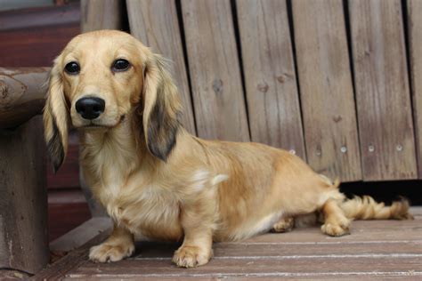 Elegant Dachshunds shaded cream long hair male dachshund | Long hair styles men, Long hair