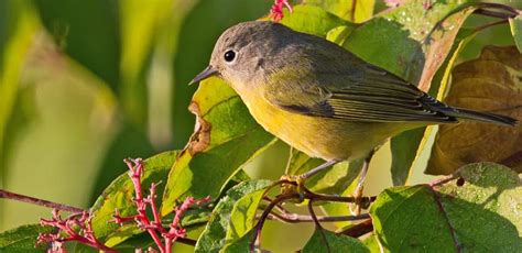 Wandering Warblers Three Rivers Park District