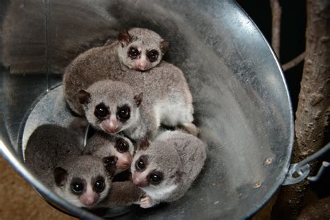 Fat-tailed Dwarf Lemur | Duke Lemur Center