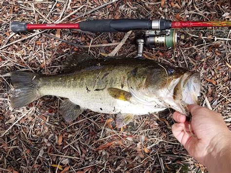 Rig It Right An Expert Guide To The Best Bass Fishing Rigs