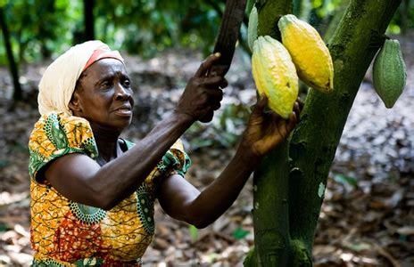 Ghana And Ivory Coast Collaborate To Control Swollen Shoot Disease