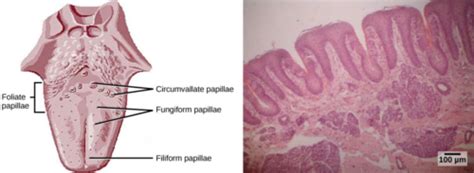 Histo Exam Digestive Tract Flashcards Quizlet