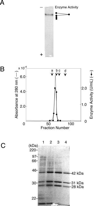 Native Page And Gel Filtration Of The Purified Enzyme And Sds Page Of