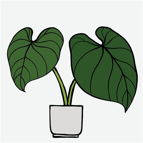 Simplicity Philodendron Gloriosum Houseplant Simplicity Freehand