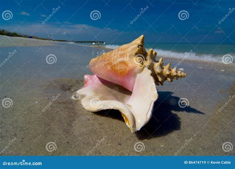 Large Conch Shell On Beach Stock Image Image Of Tide 86474719