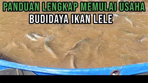 Panduan Lengkap Memulai Usaha Budidaya Ikan Lele Dari Awal Sampai