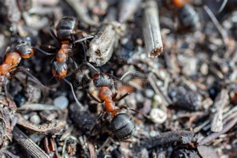 Ant Hill Red Forest Ants Close-up. Red Ants on Forest Floor Stock Photo ...