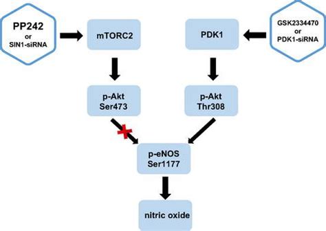 Phosphorylation Of Akt At Thr Regulates P Enos Ser During