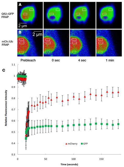 Frap Analysis Of Mcherry Ubiquitin And Q Gfp In Polyglutamine