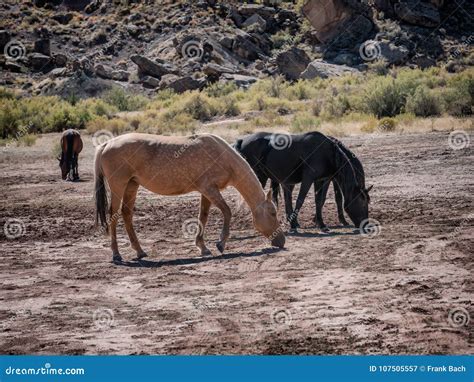 Wild horses in Colorado, stock image. Image of mammal - 107505557