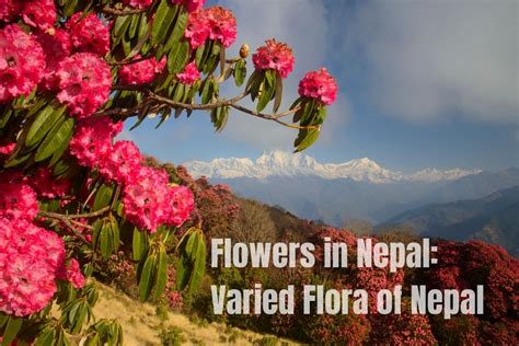 Flowers In Nepal Varied Flora Of Nepal