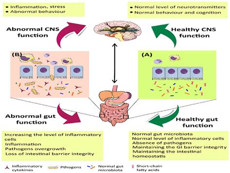 Microorganisms Tryptophan Metabolism And Kynurenine Pathway A