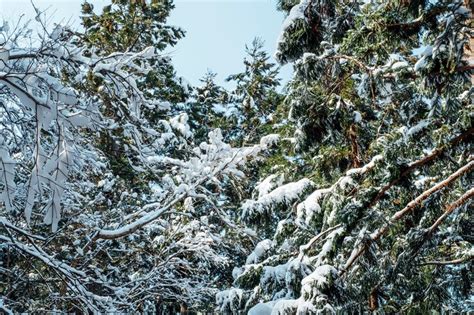 Free Photo | Snow forest in japan