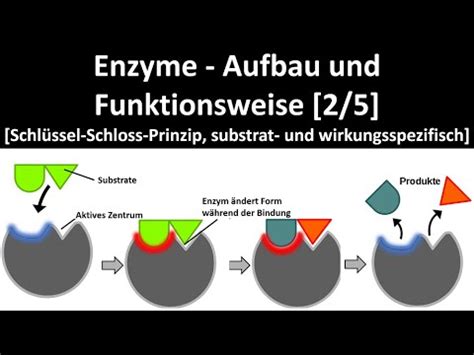 Enzyme Aufbau Und Wirkungsweise Schl Ssel Schloss Prinzip Substrat