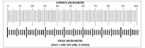 Micrometer Calibration | NY Microscope Co.