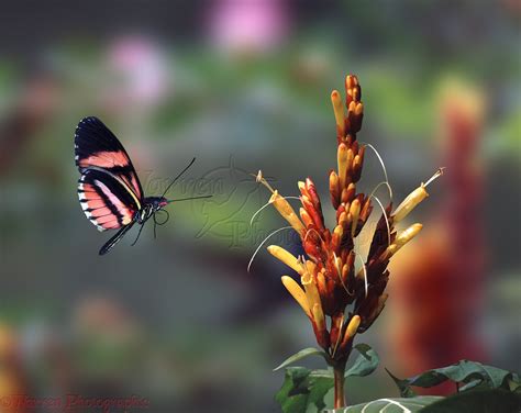 Heliconius butterfly in flight photo - WP06054