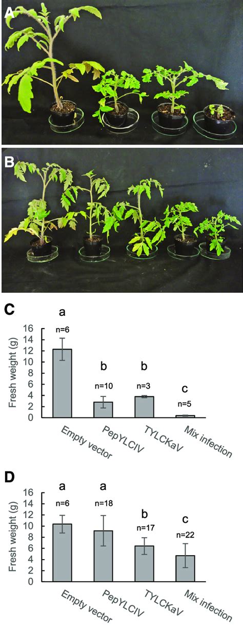 Mixed Infection Of Tomato M And Mp Plants With Pepper Yellow Leaf Curl Download Scientific