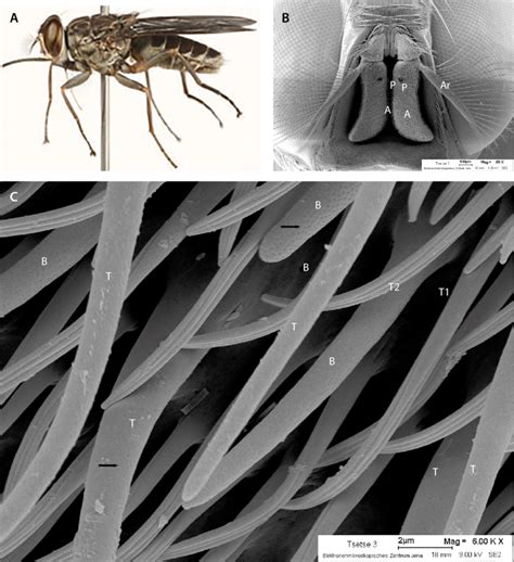 2 Tsetse Flies Detect Odours Through Olfactory Sensory Organs On The