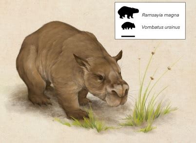 Extinct giant wombat over twice the size of modern wombats