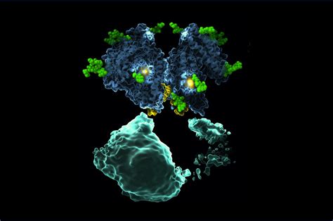 Cryo Em Structures Of A Key Hypertension Protein To Aid Drug Design