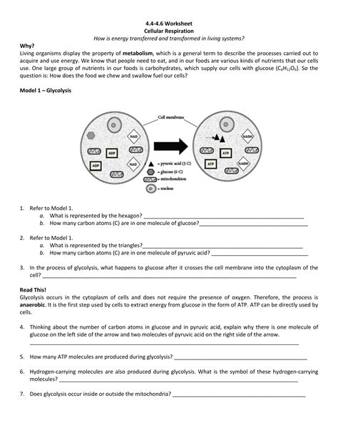 Cellular Respiration Worksheet Answers Pogil