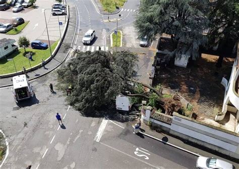 Gallarate Albero Cade Su Via Checchi Auto Travolta Rete