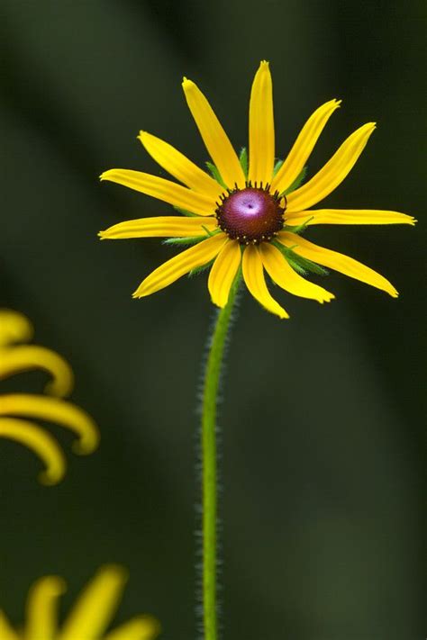 Wonderful Flowers, Unique Flowers, Delicate Flower, Flowers Photography, Nature Photography ...