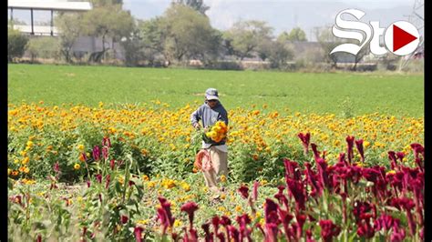 Lerdo listo con la producción de 60 hectáreas de Flor de Temporada