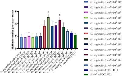 Frontiers In Vitro Biofilm Formation Of Gardnerella Vaginalis And