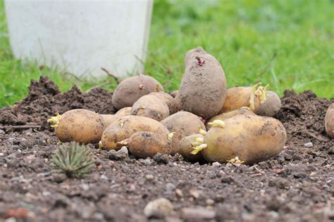 Wann Ist Der Beste Zeitpunkt Zum Pflanzen Von Kartoffeln