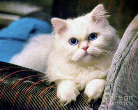 Persian Cats Blue Eyes | ubicaciondepersonas.cdmx.gob.mx