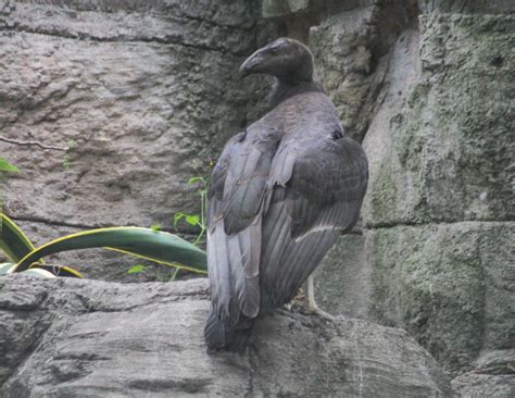 Bosque De Chapultepec On Twitter RT SEDEMA CDMX Como Parte De Estos