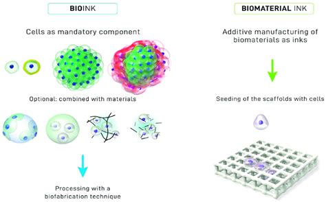 Difference Between Bioink Left And Biomaterial Ink Right In