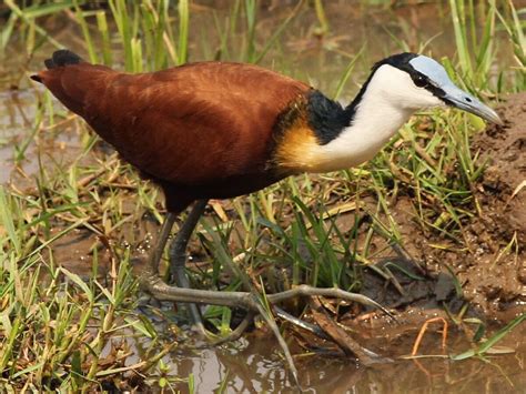 African Jacana Project Zoo Wiki Fandom