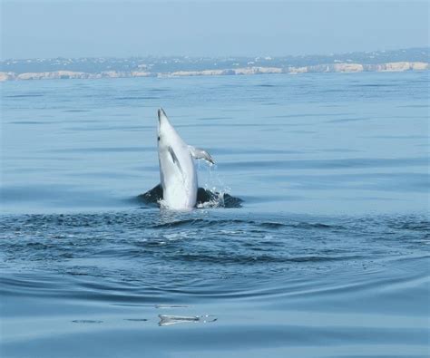 Ab Albufeira Gef Hrte Bootstour Zu Den Benagil H Hlen Und Delfinen