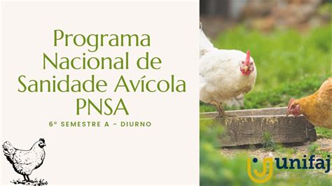 PNSA PROGRAMA NACIONAL DE SANIDADE AVÍCOLA YouTube