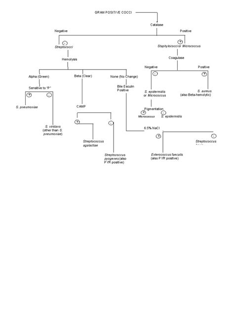 Gram Positive Cocci Id Flowchart Porn Sex Picture