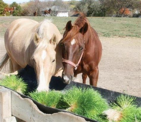 Sustainable Highly Nutritious Barley Grains Hydroponic Fodder Systems