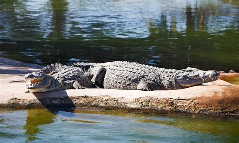 Crocodilos do nilo no parque explorador ilha de djerba tunísia