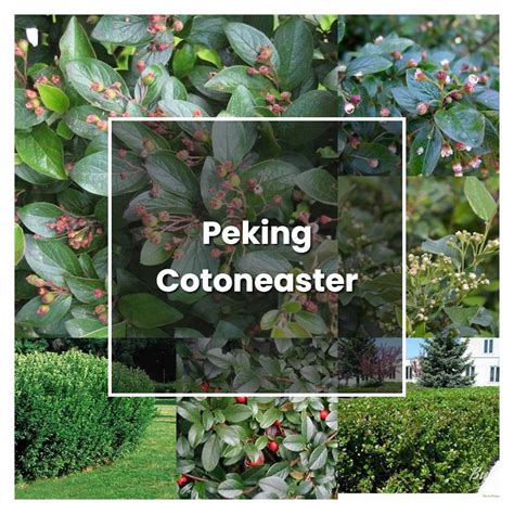 How To Grow Peking Cotoneaster Plant Care And Tips Norwichgardener