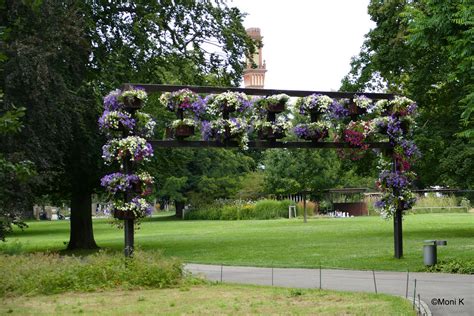 Stadtgarten Alfonsine Pelikan Flickr