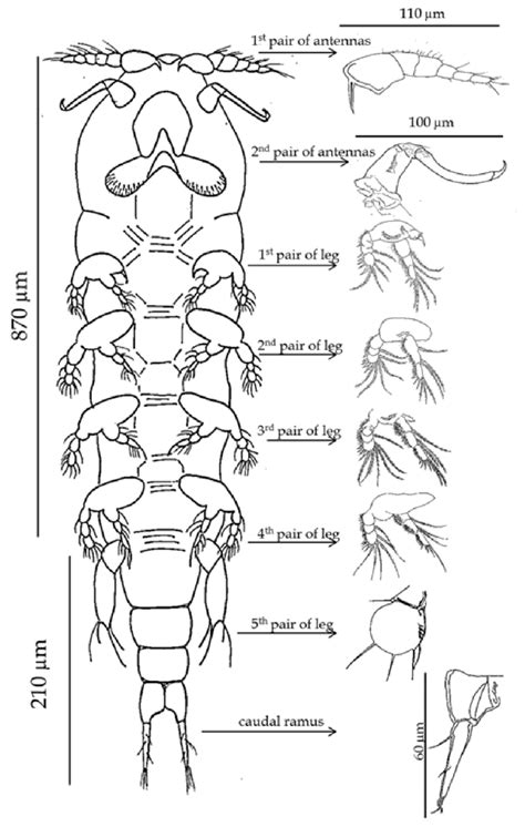 Schematic Representation Of Female Pseudomyicola Spinosus In Ventral Download Scientific