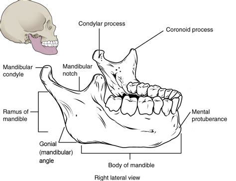 Condyloid Process And Mandibular Condyle