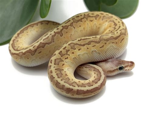 Emperor Pin Ball Python by Dynasty Reptiles